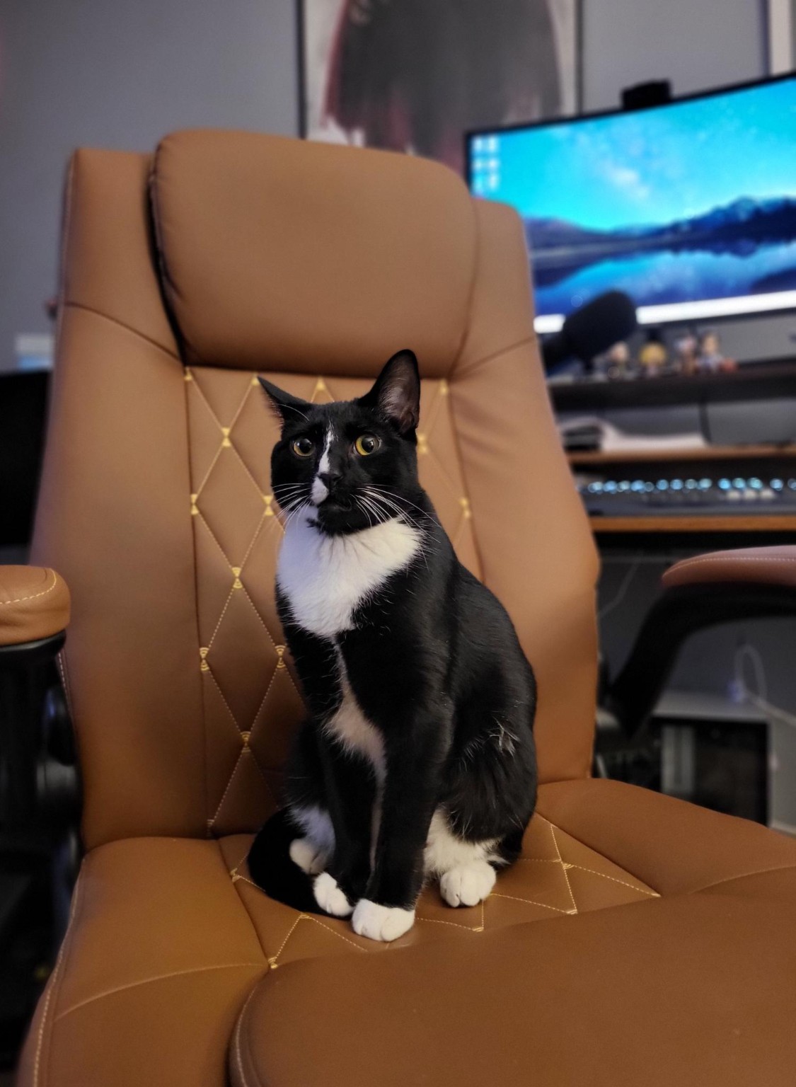 A tuxedo cat sitting in the author's chair